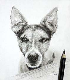 a pencil drawing of a dog's face with his head resting on a piece of wood