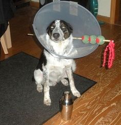 a dog wearing a cone on its head