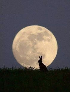 a rabbit sitting on top of a grass covered hill under a full moon in the sky