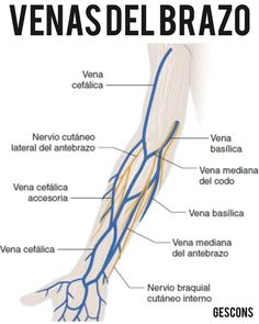 the anatomy of the arm and wrist with caption for each part of the body