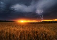 the sun is setting over a wheat field with lightning in the sky and clouds above it