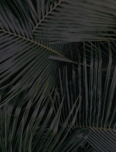 palm leaves are seen in this close up shot from the top down on a dark background