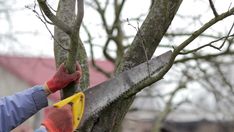 a man cutting down a tree with a pair of scissors