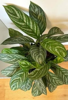 a green and white plant sitting on top of a hard wood floor next to a mirror