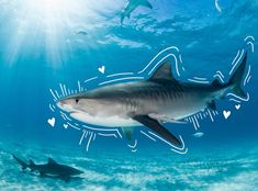 two sharks swimming in the ocean with hearts drawn on their backs and under water surface