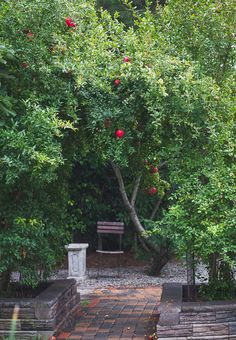 an empty park bench sitting in the middle of a tree filled area with benches and trees