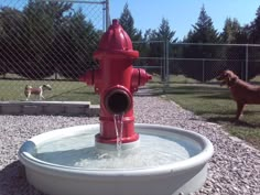 a red fire hydrant sitting next to a dog