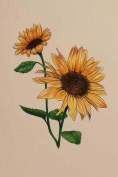 two yellow sunflowers with green leaves on a white background in color pencil and watercolor