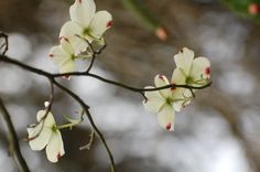 white flowers are blooming on a tree branch