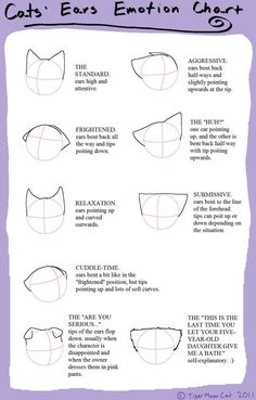 how to draw cat's ears with easy instructions for the eyes and head shapes