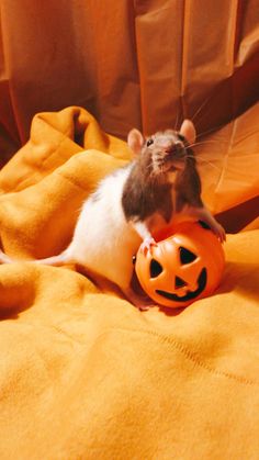 a rat sitting on top of a pumpkin with its head stuck in it's mouth