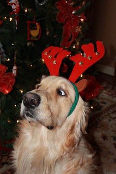 a dog with reindeer antlers on his head sitting in front of a christmas tree