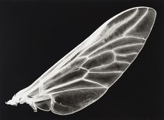 an insect wing is shown in black and white