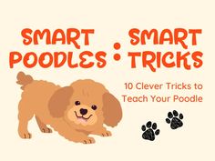 smart poodles, smart poodles tricks 10 clever tricks to teach your poodle