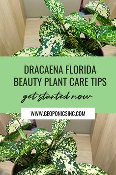 a green plant with white spots on it and text overlay that reads, dracaena florida beauty plant care tips get started now