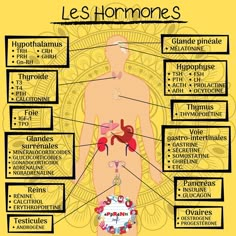 the human body is labeled in french and includes different types of organ organs, including the stomach