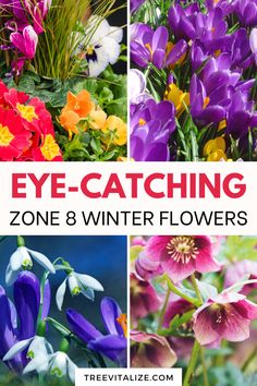 four different flowers with the words eye - catching zone 8 winter flowers