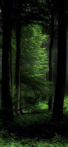 a dark forest filled with lots of green trees