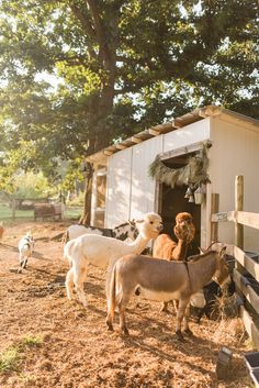 several goats are standing in the dirt near a shed