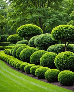 a long row of green bushes in the middle of a park