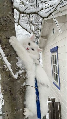 a white cat hanging from a tree in front of a house with snow on the ground