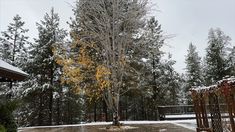 a tree with yellow leaves in the snow