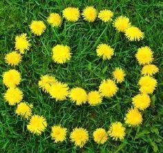 a circle made out of dandelions in the grass with words written on it