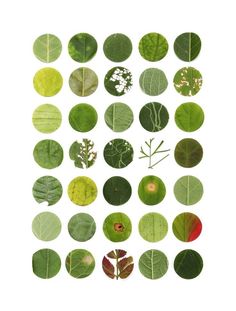 various green leaves arranged in rows on a white background