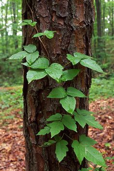 a tree with green leaves growing on it's trunk in the woods next to a forest