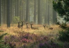 some deer are standing in the middle of a field with tall grass and purple flowers