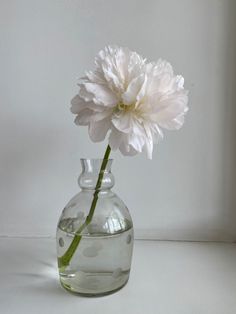 a single white flower in a clear glass vase