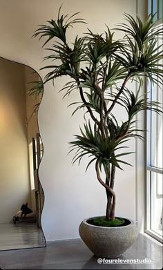 a large potted plant sitting in front of a window next to a tall mirror