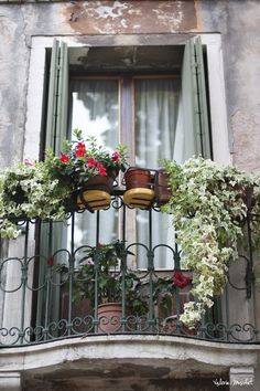 an iron balcony railing with flowers and potted plants on it in front of a window