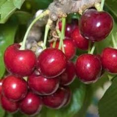 some red berries hanging from a tree branch