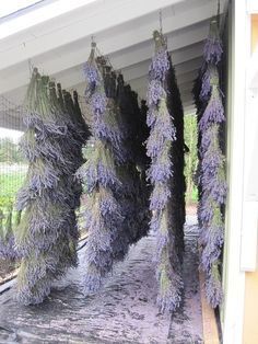 purple flowers growing on the side of a house in front of some trees and bushes