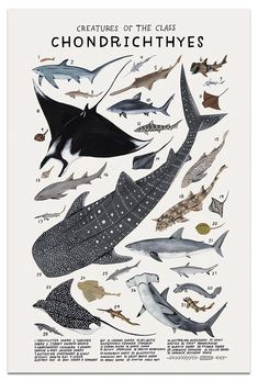 a poster with different types of fish and sharks on it's back side, including the