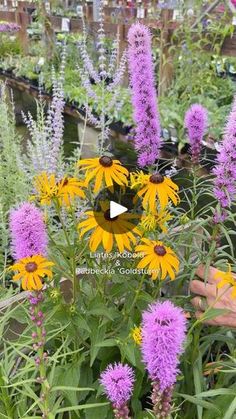 purple and yellow flowers growing in a garden