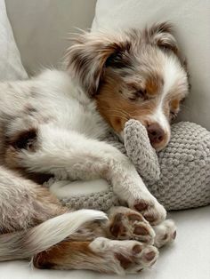 a dog sleeping on top of a white couch next to a stuffed teddy bear toy