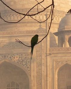 a green bird sitting on top of a tree branch in front of a white building