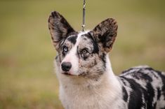 a close up of a dog with a leash on it's neck and ears