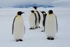 four penguins are standing in the snow together