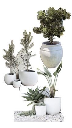 three potted plants are shown in different shapes and sizes