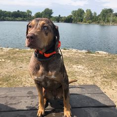 a brown dog sitting on top of a picnic table next to a lake and forest