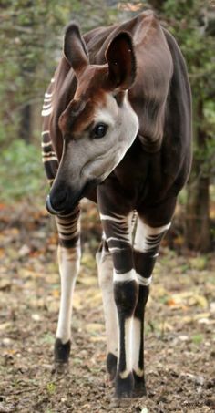 a zebra standing on top of a forest floor covered in leaves and grass with trees in the background