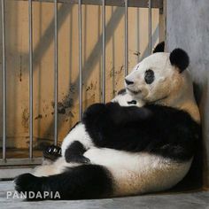 two panda bears are sitting on the ground in their cages and one is leaning against the wall