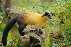 a small yellow and black animal standing on top of a rock in the middle of a forest