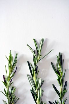 three small green plants on a white surface