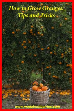 oranges in a basket with the words how to grow oranges tips and tricks