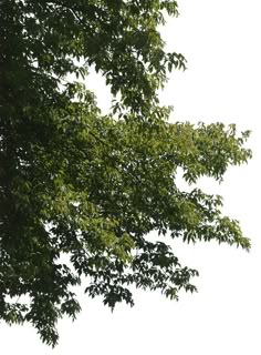 an airplane is flying in the sky above some trees and leaves on a sunny day