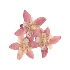 three pink and white flowers on a white background